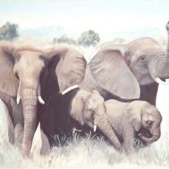 Fine Art Paintings – Elephants